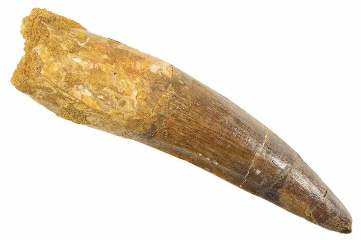 Fossil Spinosaurus Tooth - Real Dinosaur Tooth #343594